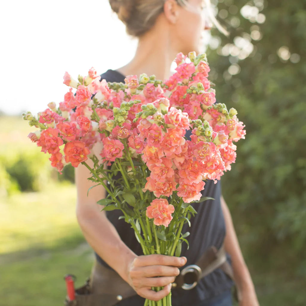Madame Butterfly Bronze – Snapdragon Seed