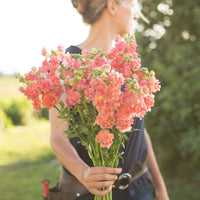 Madame Butterfly Bronze – Snapdragon Seed