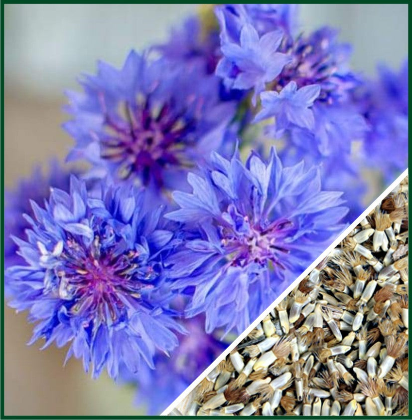Florist Blue Boy – Centaurea Seed