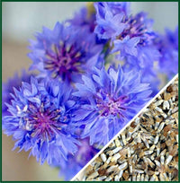 Florist Blue Boy – Centaurea Seed