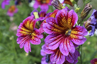 Heirloom Non-GMO Salpiglossis Flower Seeds for Planting – Colorful Trumpet-Shaped Blooms