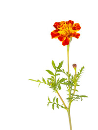 Heirloom Marigold Sparky Flower Seeds, Non-GMO Bright Blooms for Vibrant Garden Planting