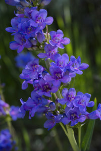Penstemon- Rocky Mountain