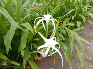 Spider Lily- White