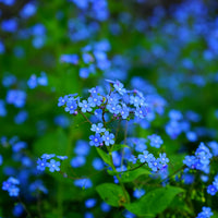 Forget Me Not- Indigo Blue