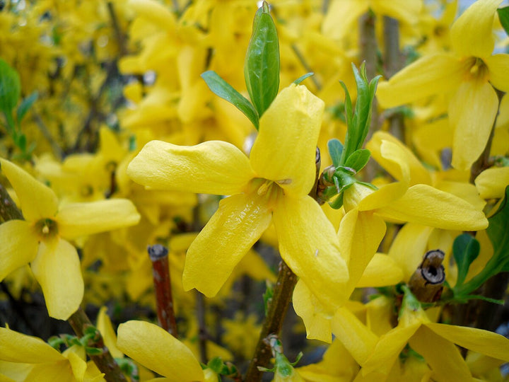 Trifoliate Forsythia Flower Seeds for Planting ,Heirloom Seeds