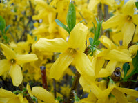 Trifoliate Forsythia Flower Seeds for Planting ,Heirloom Seeds