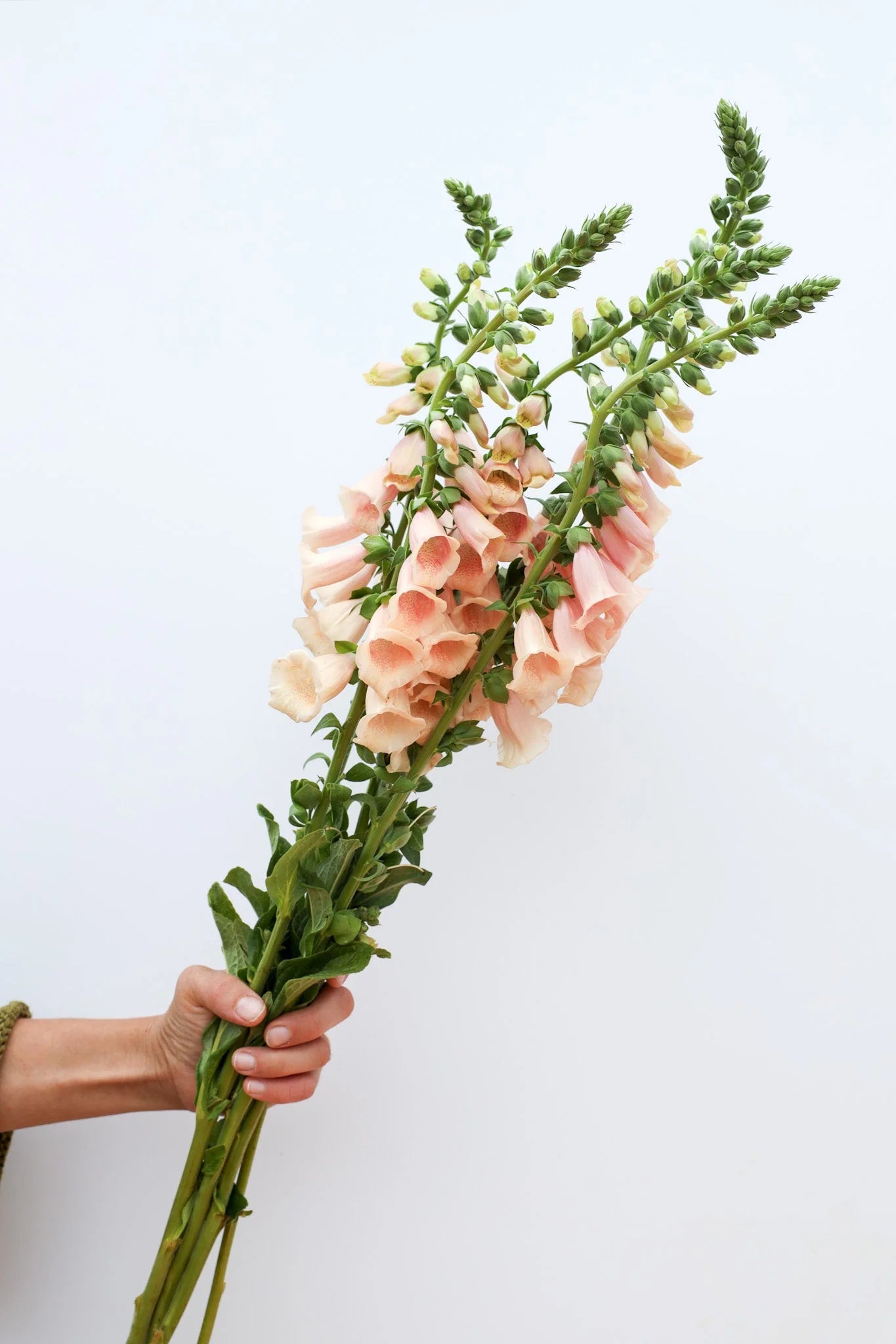 Pink Gin – Digitalis Seed