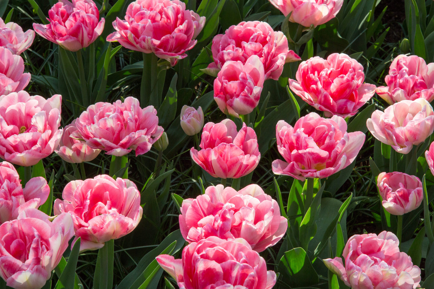 Hearts Desire Tulip Seeds