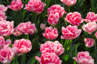 Hearts Desire Tulip Seeds