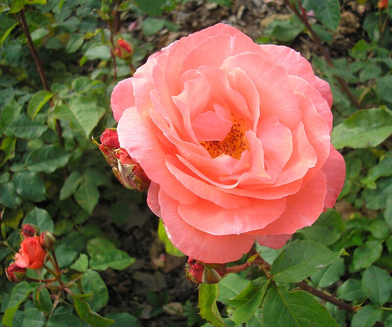Heirloom Rose Flower Seeds for Planting – Non-GMO Seeds for Vibrant Garden Blooms - Rose for planting in home garden