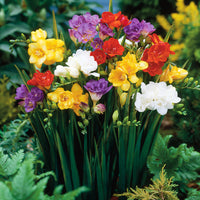 Double Freesia Mixture