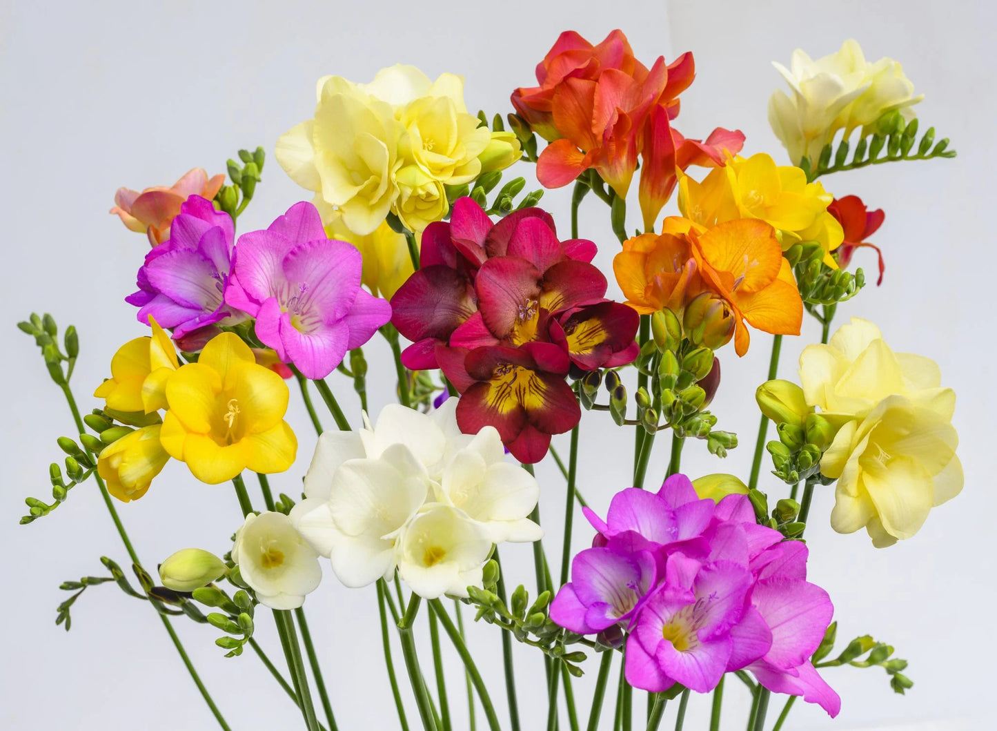 Summer Breeze Freesia Mixture