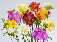 Summer Breeze Freesia Mixture