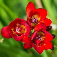 Freesia Double Bulbs