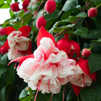 Fuchsia (Fuchsia scientific name) for planting in garden