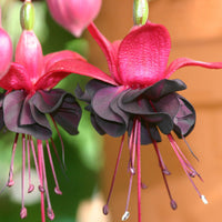 Heirloom Black Fuchsia flower seeds – non‑GMO trailing plant seeds
