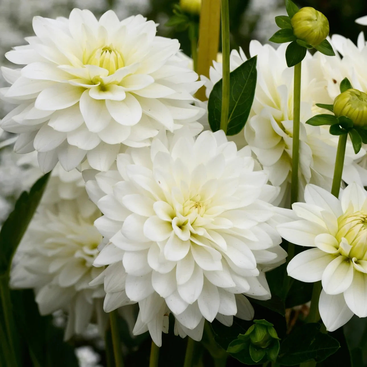 Karma Maarten Zwaan Dahlia