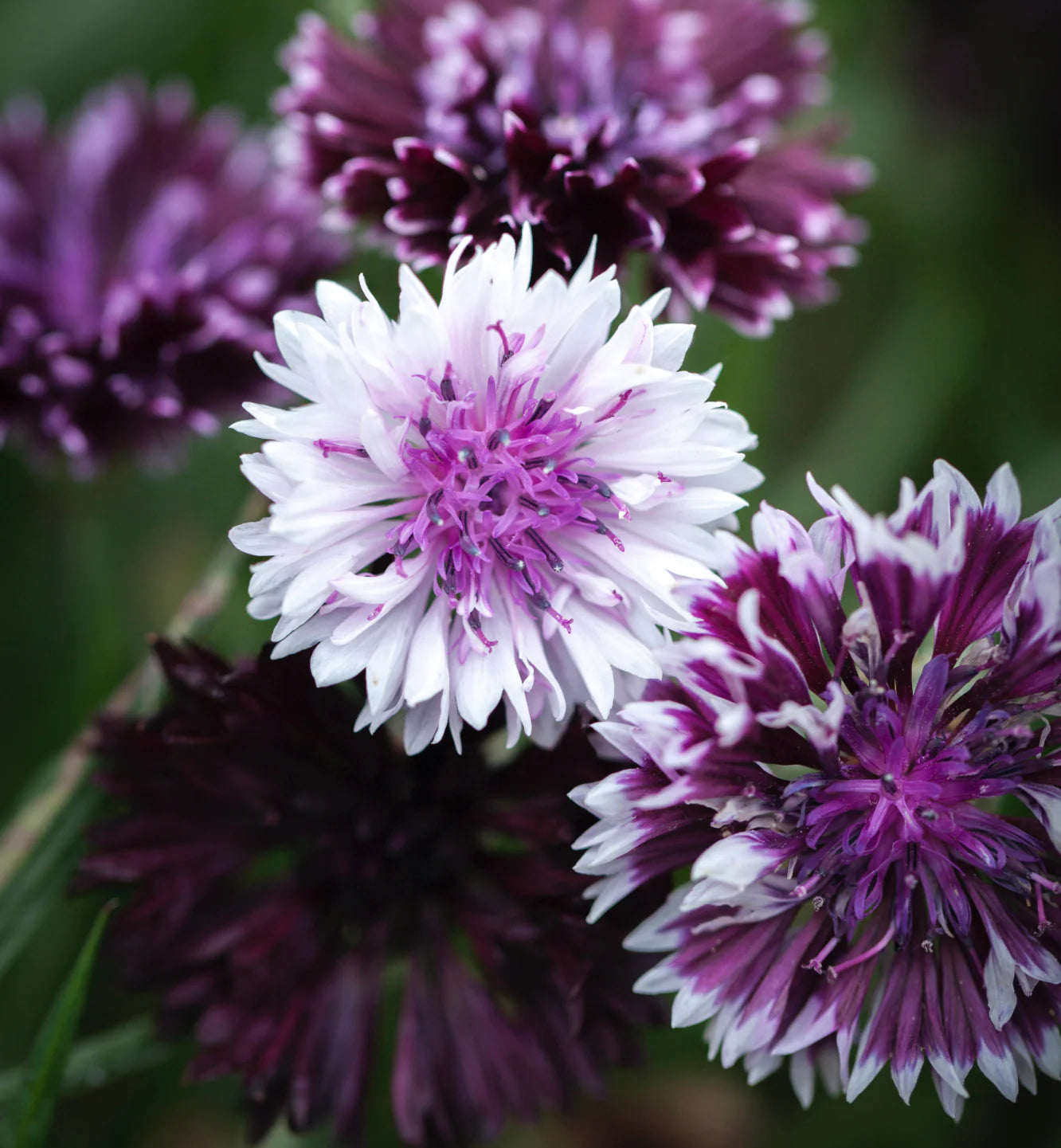Classic Magic – Centaurea Seed