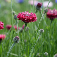 Cornflower- Red Ball