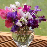 Sweetpea- Mammoth Choice Mix