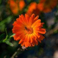 Calendula- Ball's Improved Orange