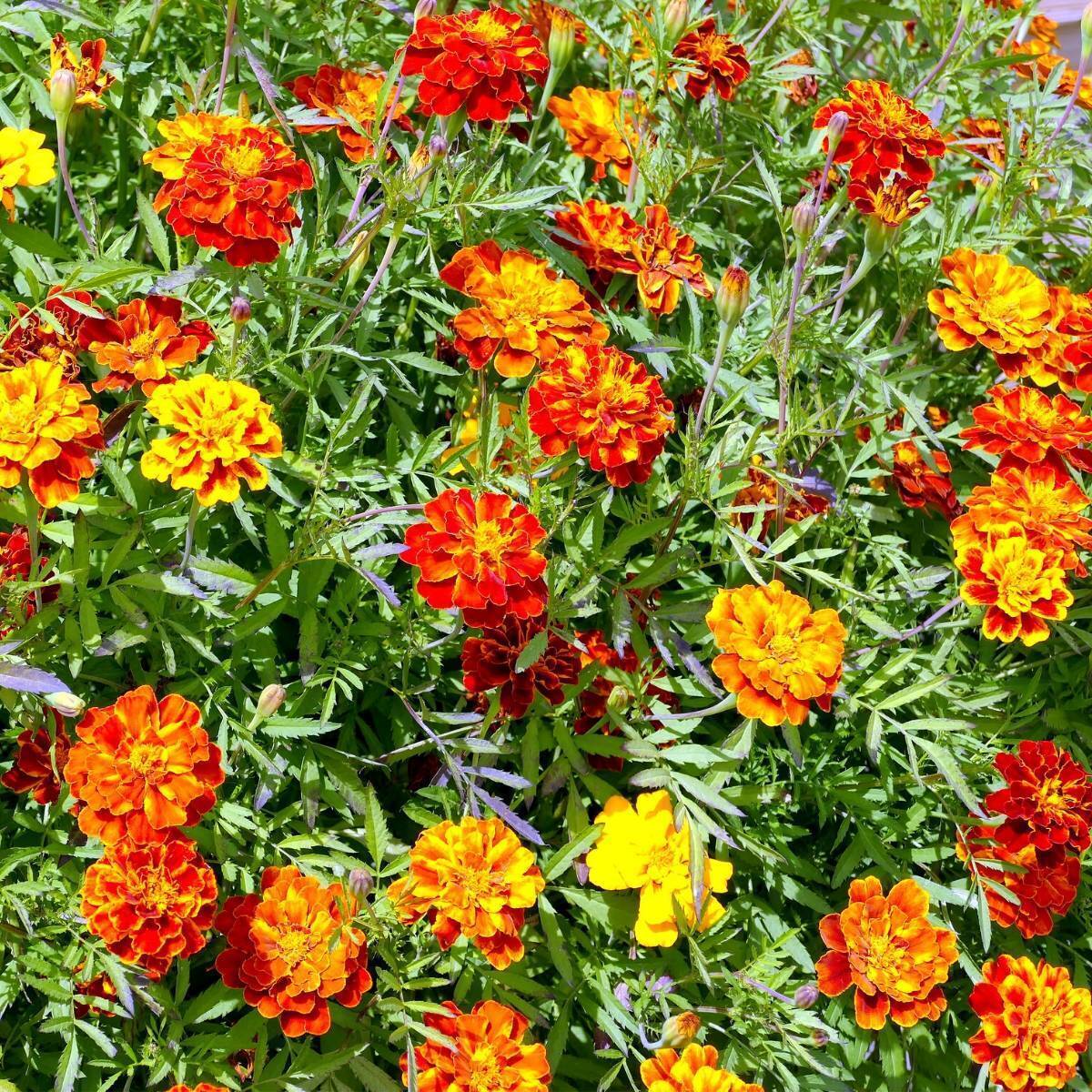 Marigold, French- Sparky Mixed