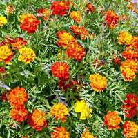 Marigold, French- Sparky Mixed