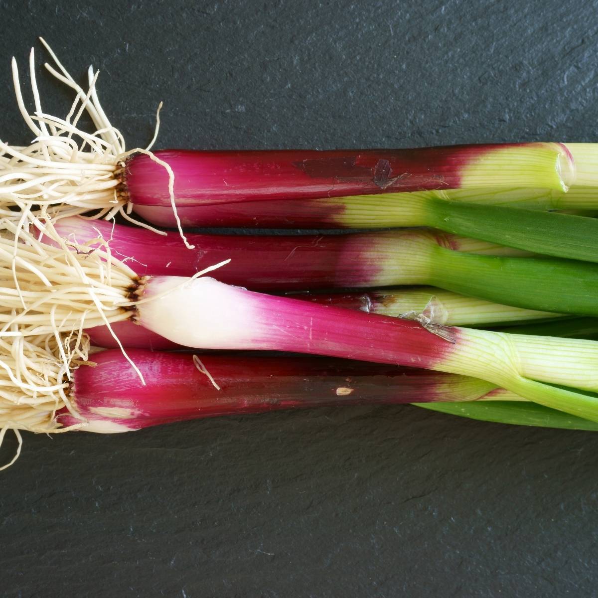 Bunching Onion- Red Beard