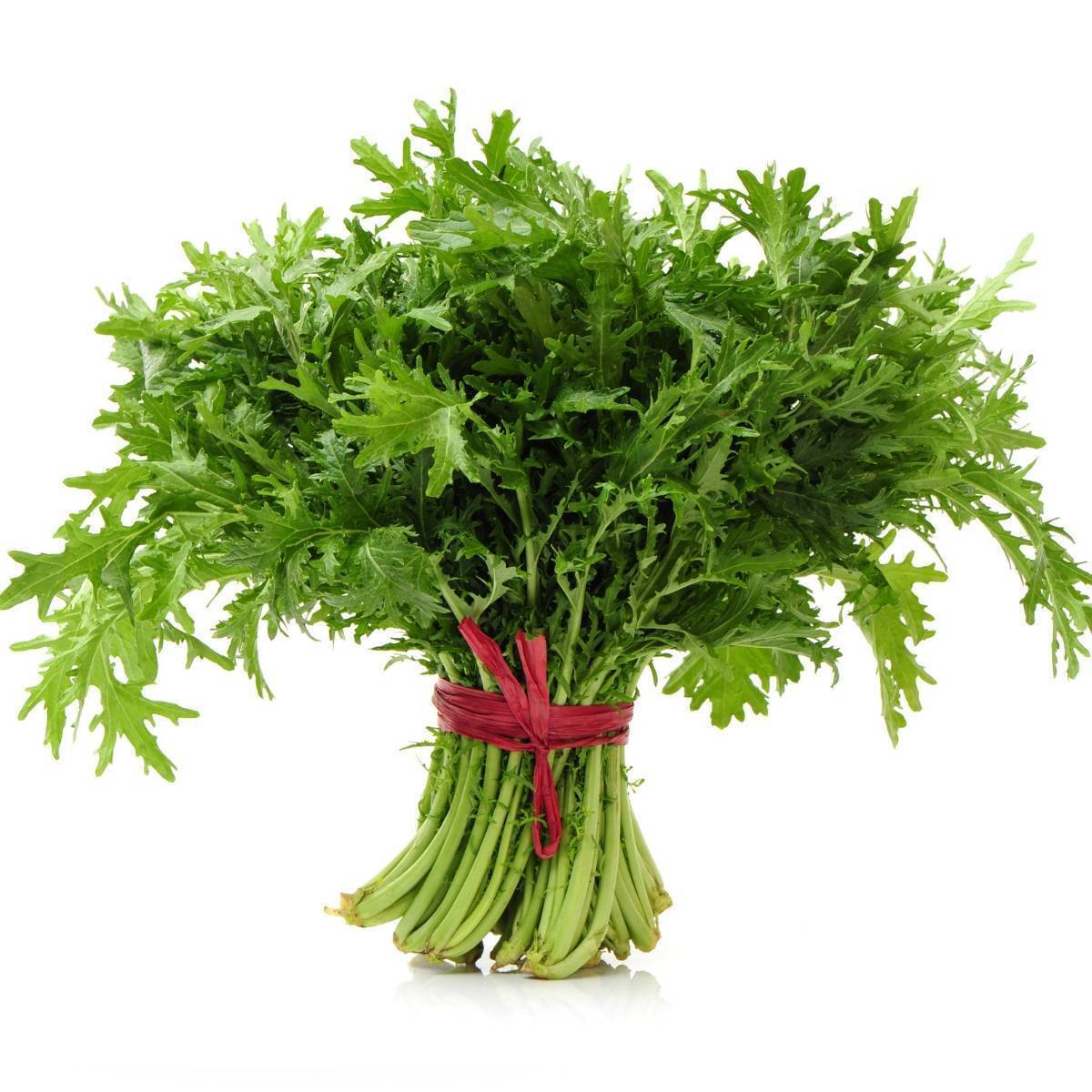 Chinese Mustard- Lime Streaks