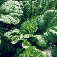 Mustard Greens- Yukina Savoy