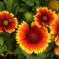 Gaillardia- Single Flowered Mix