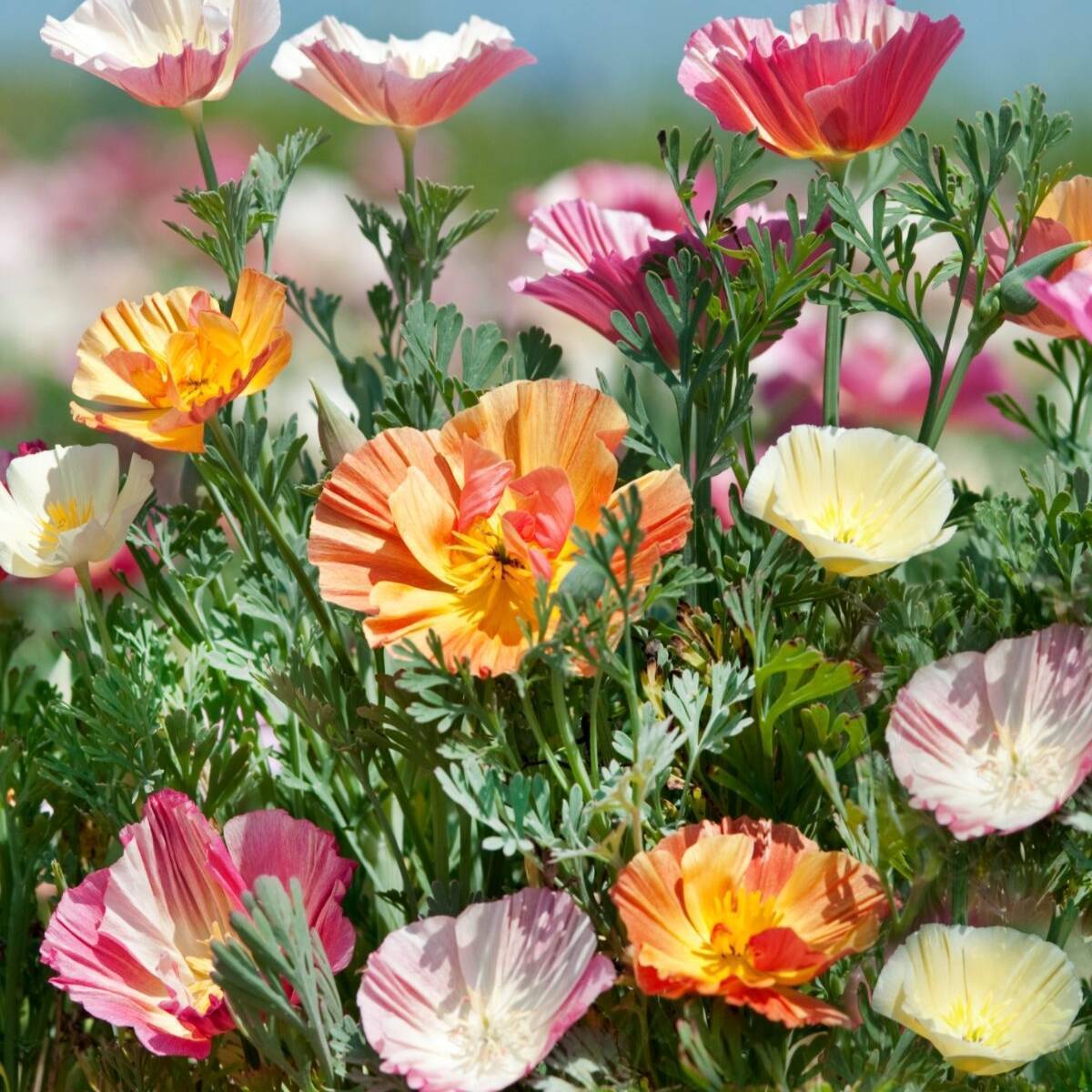Californian Poppy- Ballerina Double Mix