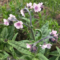 Forget Me Not, Chinese- Mystic Pink