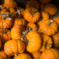 Pumpkin- Jack Be Little