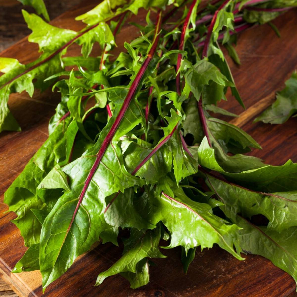 Chicory- Italiko Rosso