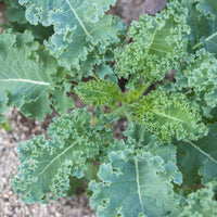 Kale- Siberian
