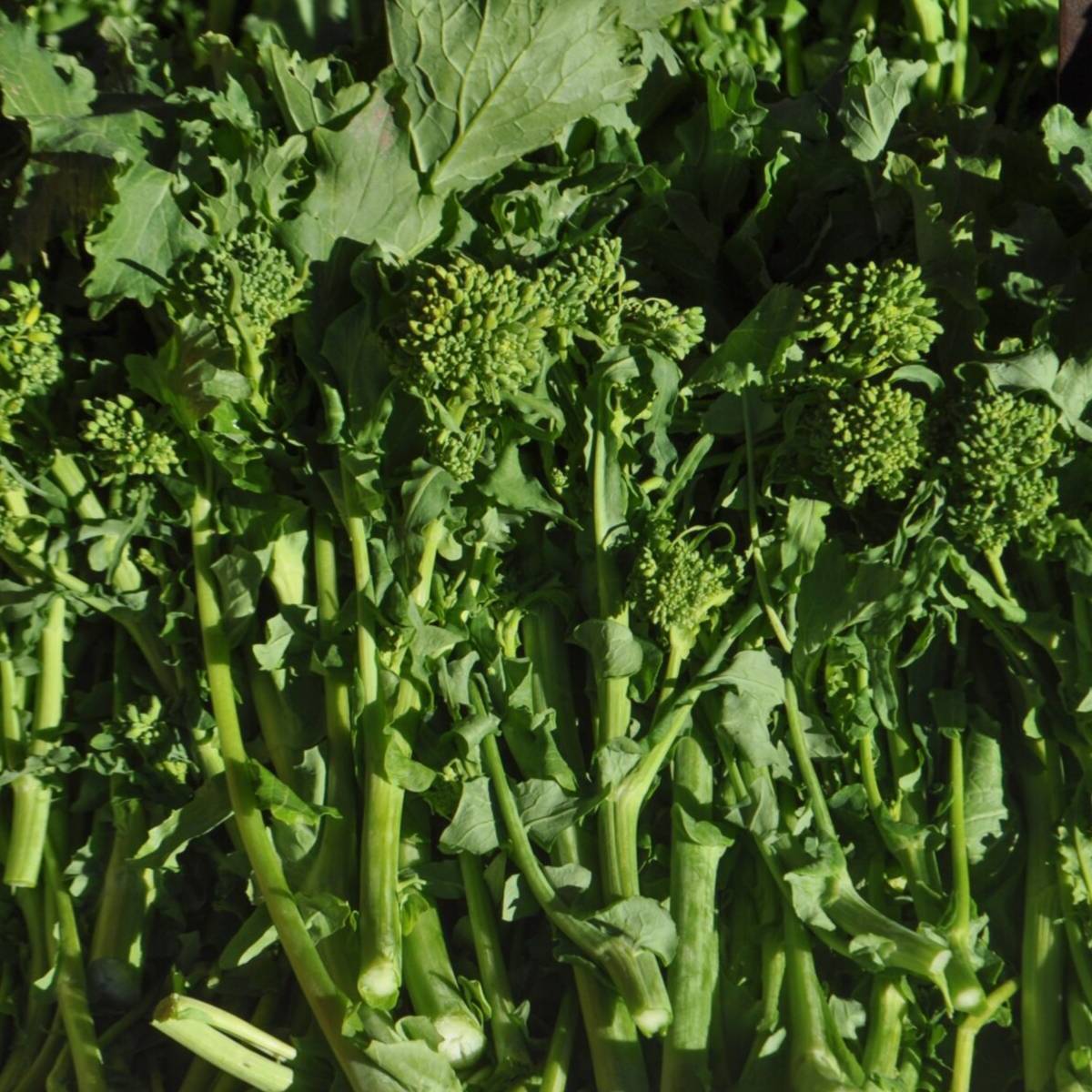 Rapini