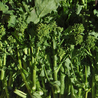 Rapini