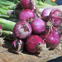 Onion- Purplette