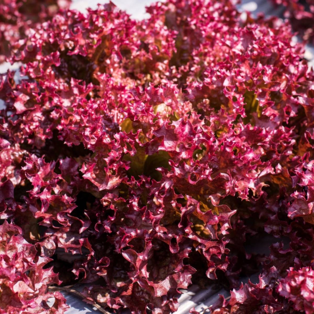 Lettuce- Selway Red