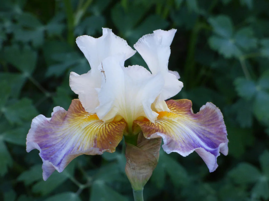 Get Back Reblooming Bearded Iris Seeds