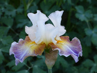 Get Back Reblooming Bearded Iris Seeds