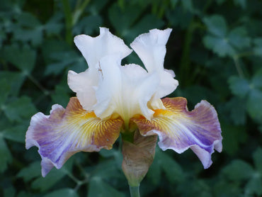 Get Back Reblooming Bearded Iris Seeds