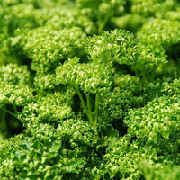 Parsley Forest Green  Vegetable Seeds