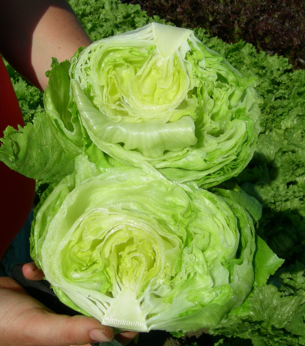 Lettuce- Great Lakes