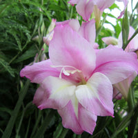 Charming Lady Hardy Gladiolus