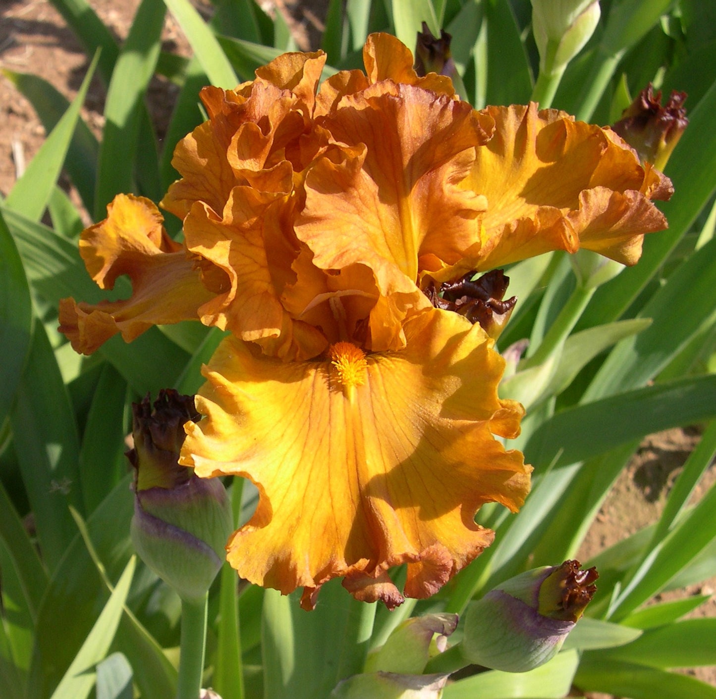 Golden Panther Bearded Iris Seeds