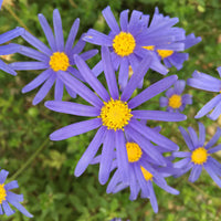 Seedling 5 Pack- Felicia- Little Sapphire