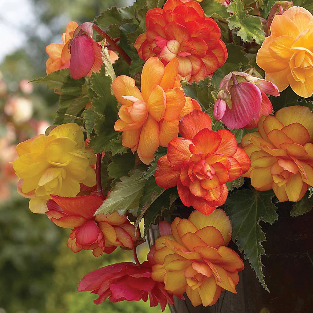 Golden Balcony Hanging Basket Begonia